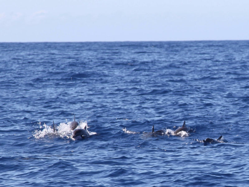 meerestiere kommunizieren