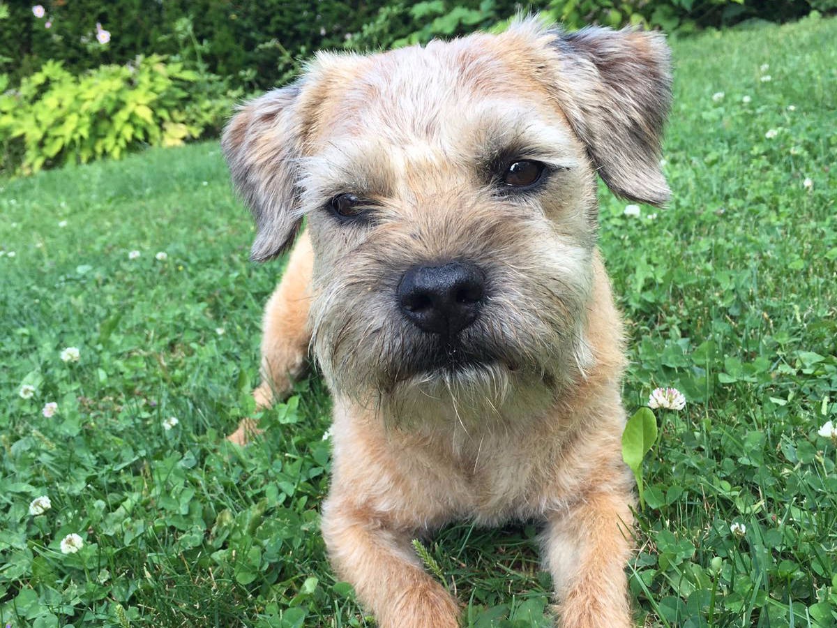 hunde teilen bedürfnisse mit