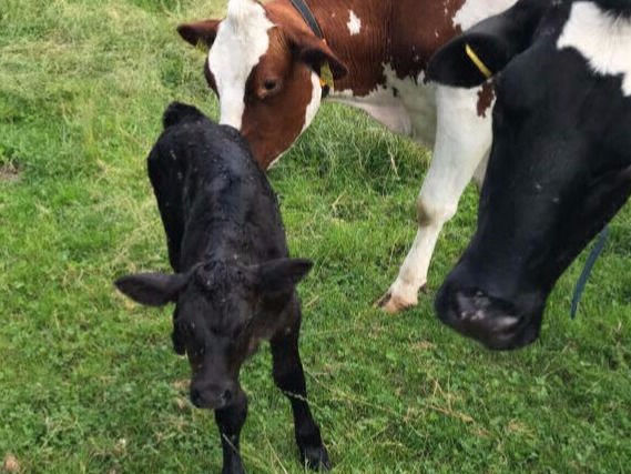 zicklein teilen sich mit